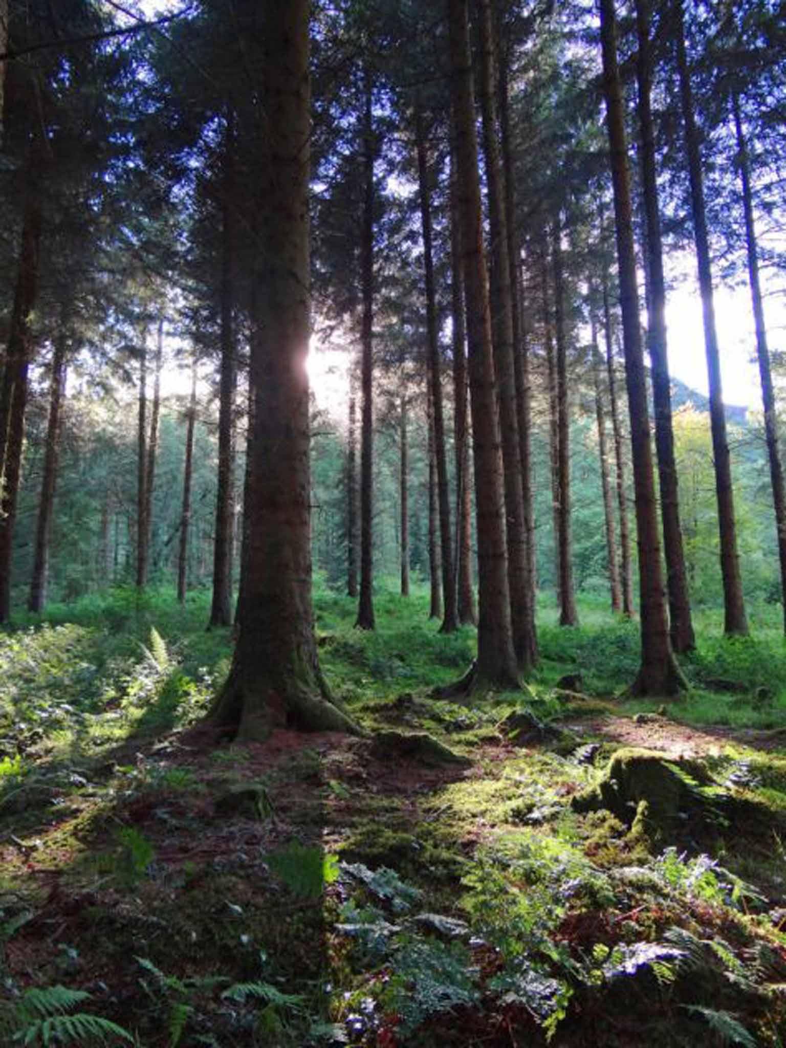 Brechfa Forest, Carmarthenshire: A walk that streams into springtime 